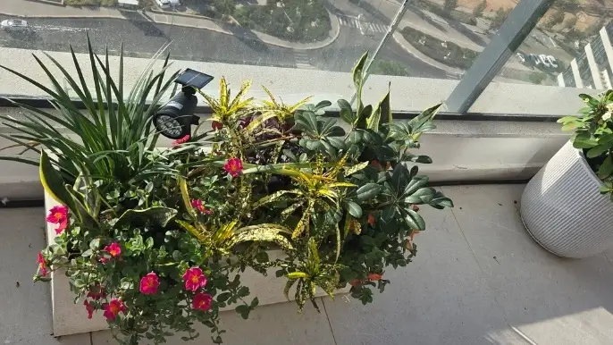 שילוב צמחים באדנית פיבר למרפסת חשופה לרוח אדנית פיבר עם שילוב צמחים למרפסת גבוהה